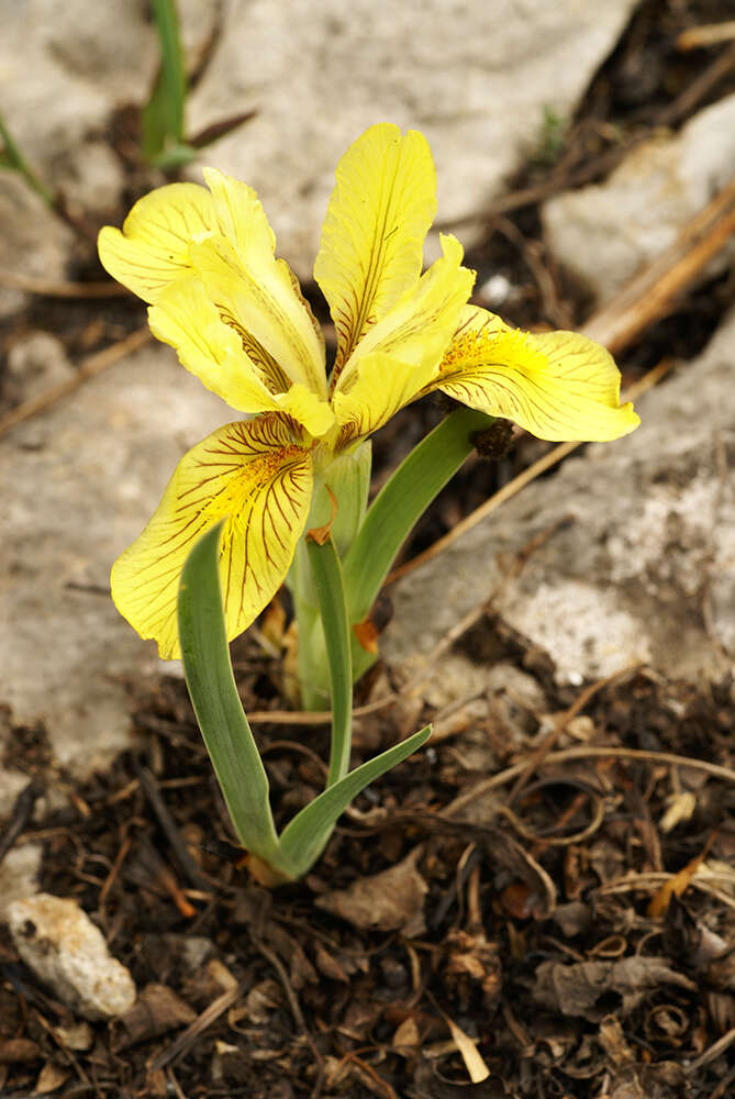 Image de Iris mandshurica Maxim.