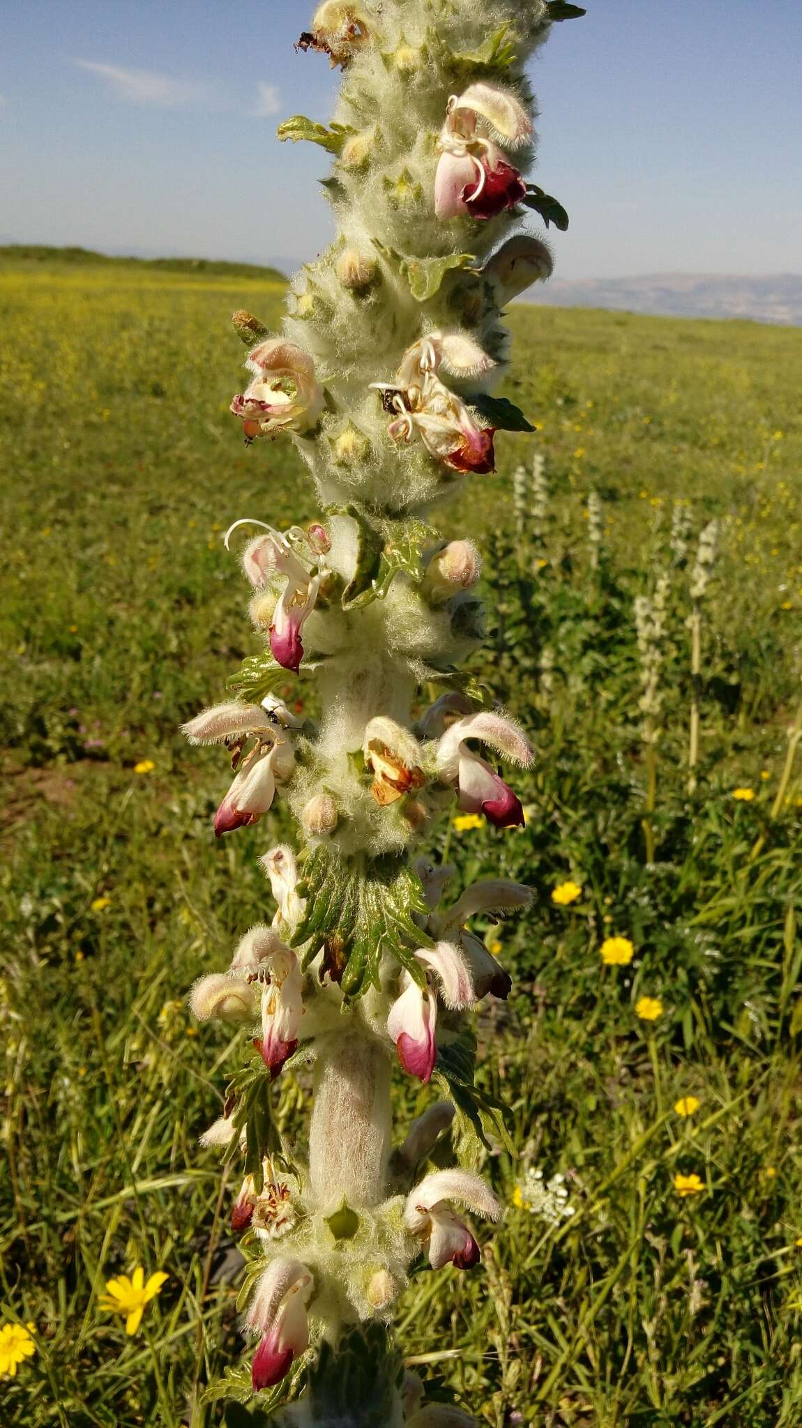 Image of Phlomoides laciniata (L.) Kamelin & Makhm.