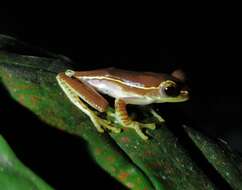 Image of Boulenger's Tree Frog