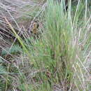 Image of Carex conferta Hochst. ex A. Rich.
