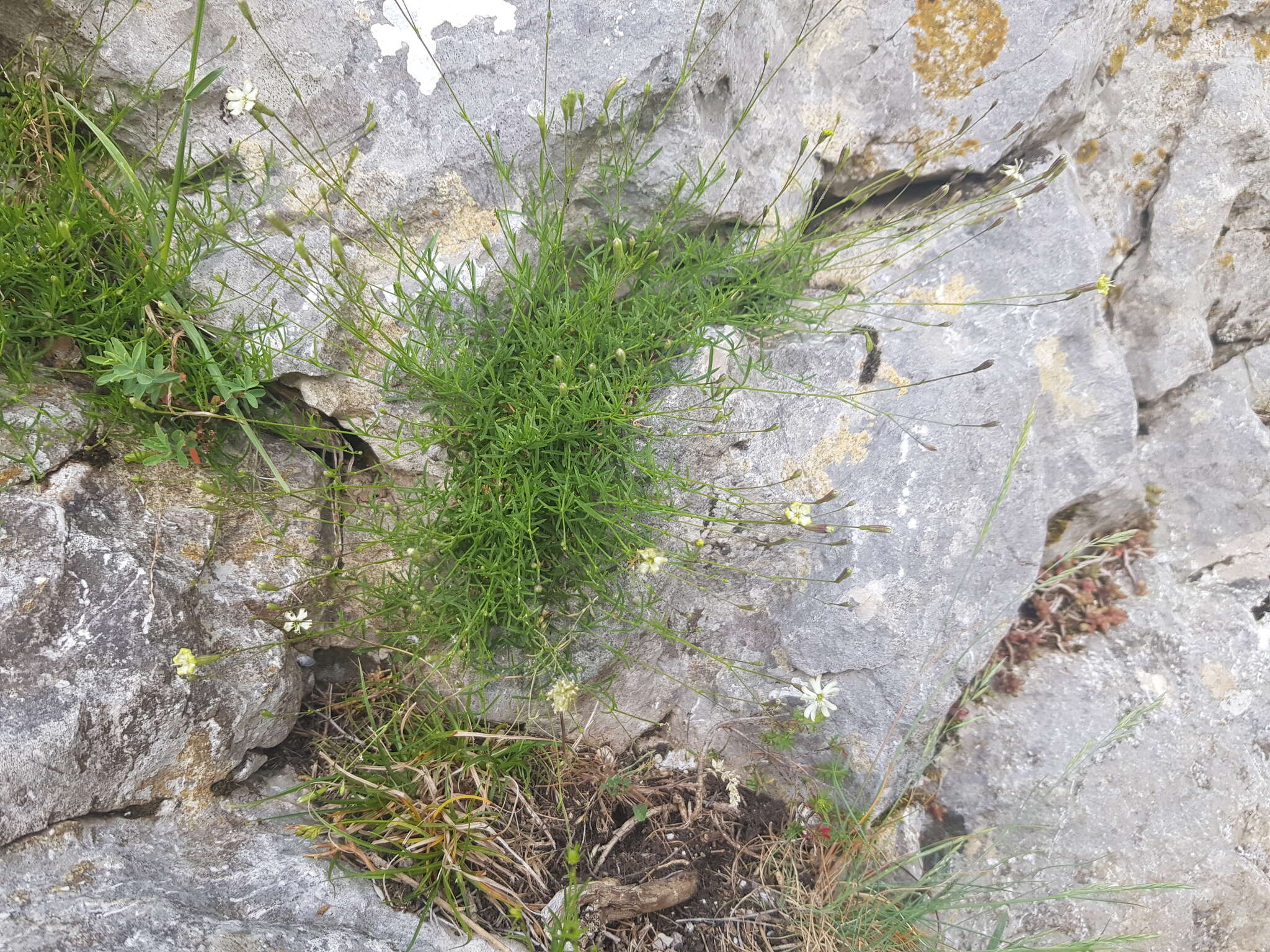 Image of Silene saxifraga L.