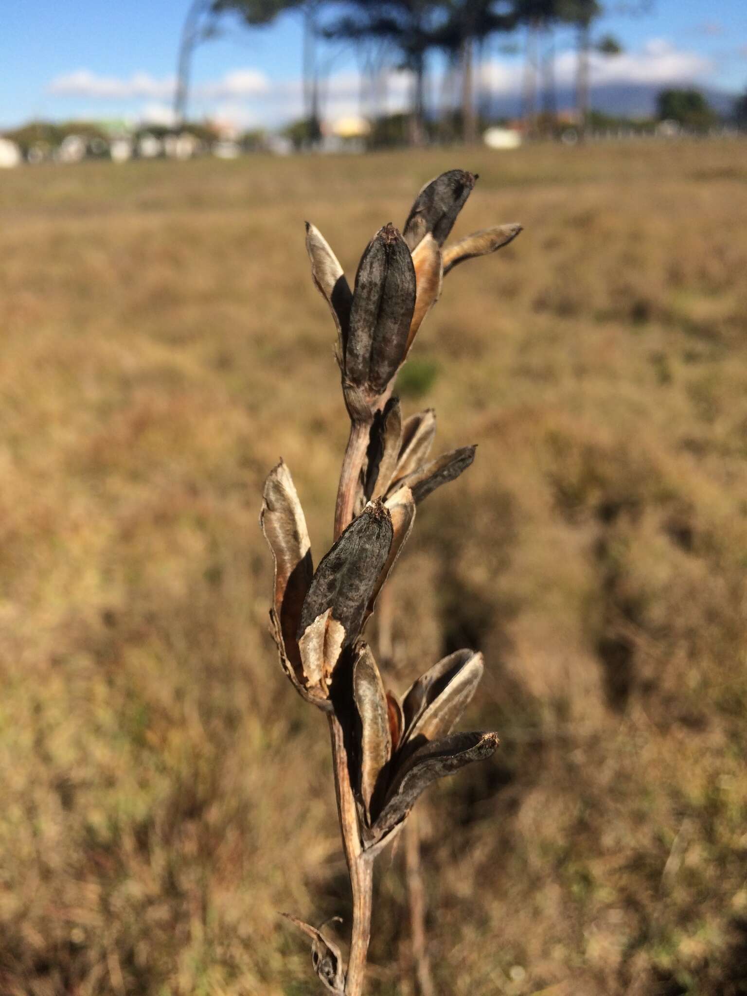 Image of bulbil bugle-lily