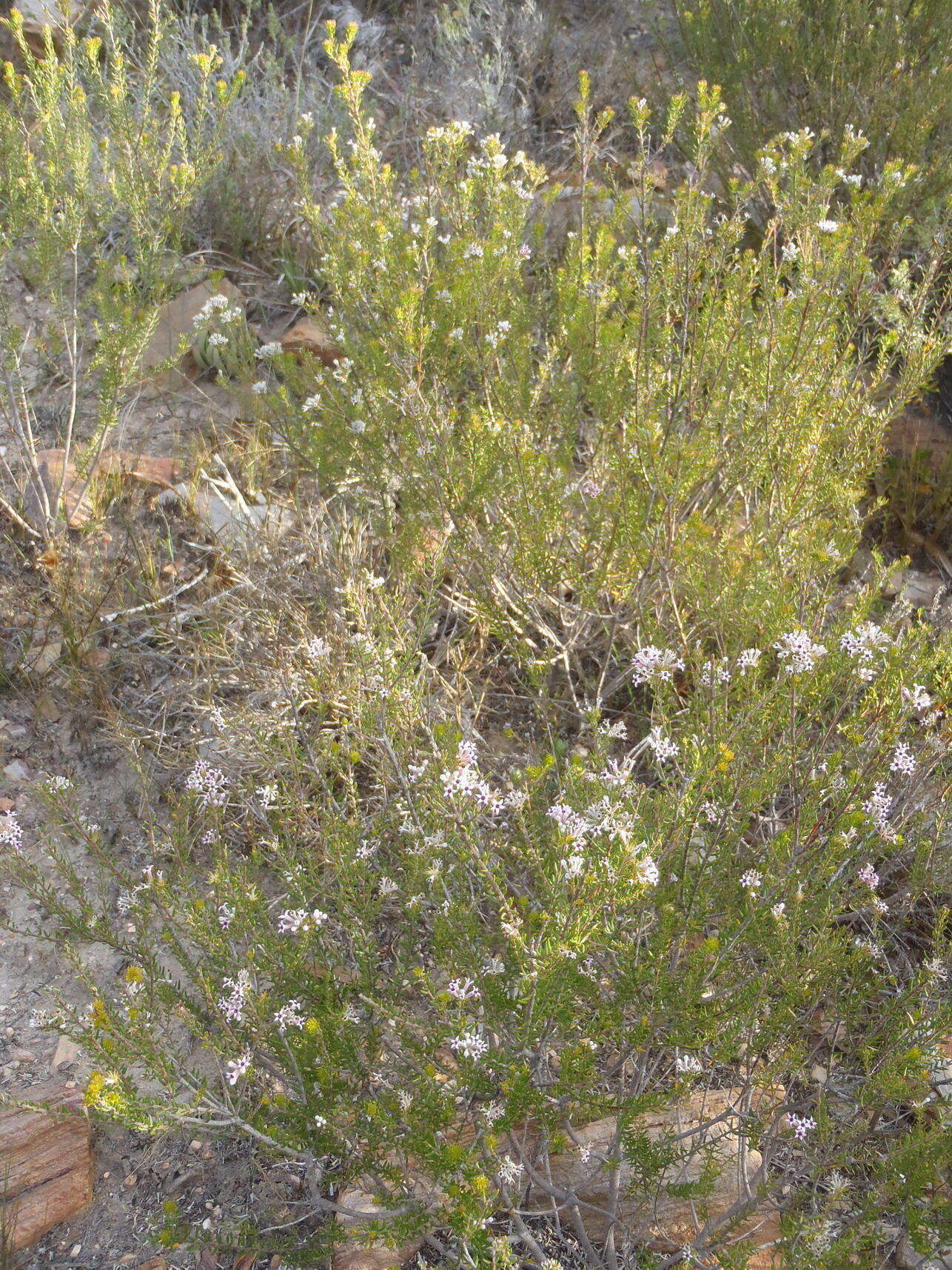 Image of Phylica lachneaeoides Pillans