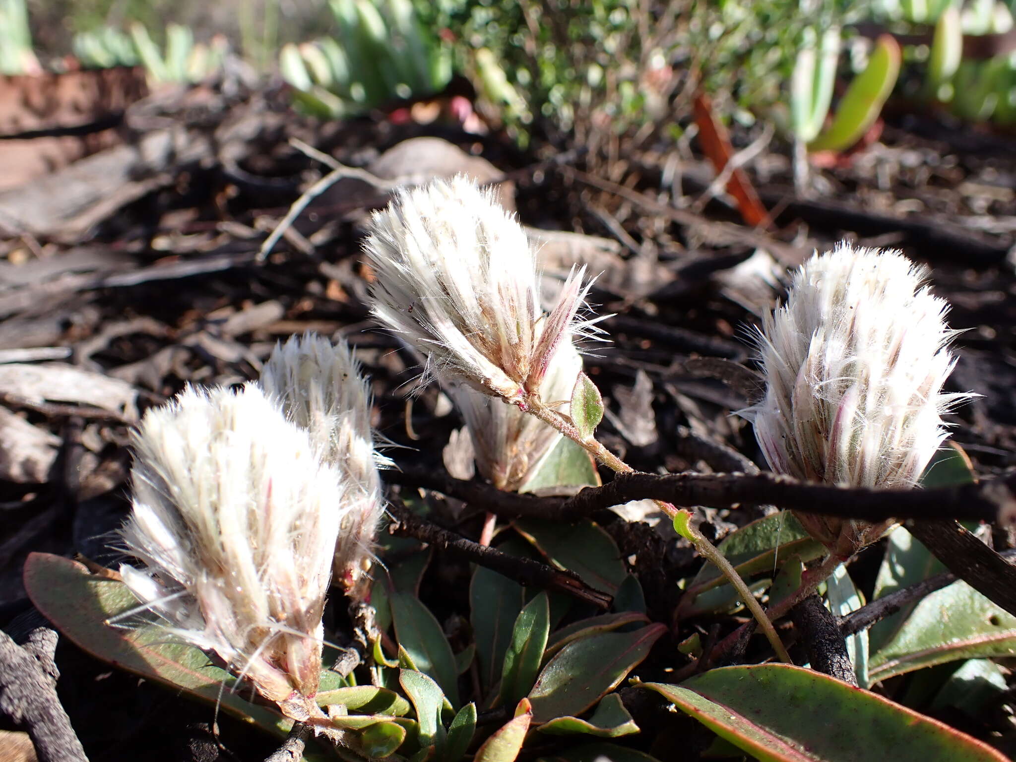 Image de Ptilotus seminudus (J. M. Black) J. M. Black