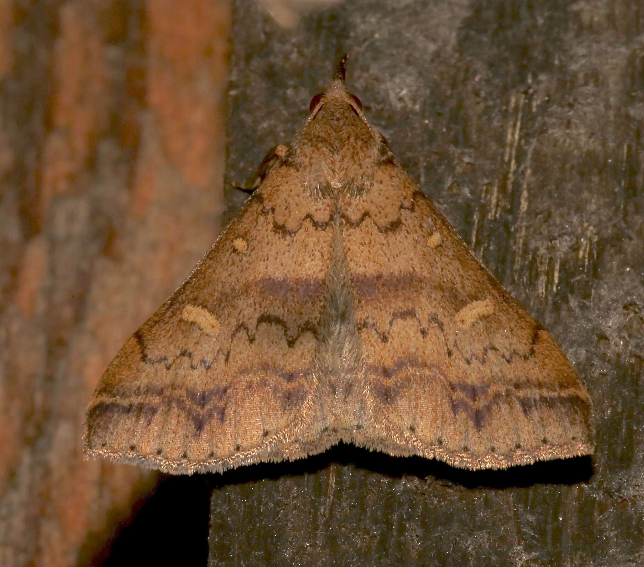 Image of Discolored Renia Moth