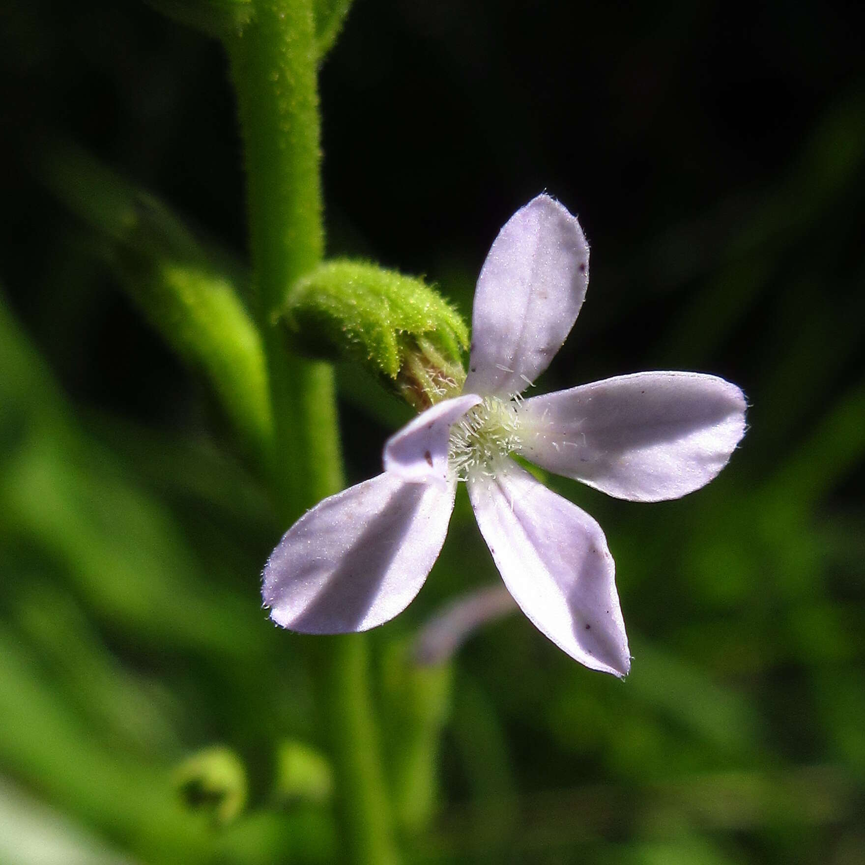 Image of Buchnera ternifolia Kunth