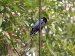 Image de Drongo bronzé