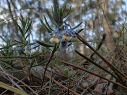 Image de Pigea floribunda (Lindl.) Lindl.
