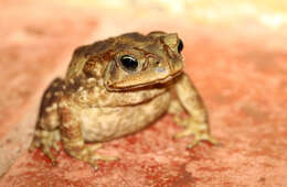 Image of Cururu Toad