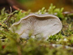 Image of Pleurotus purpureo-olivaceus (G. Stev.) Segedin, P. K. Buchanan & J. P. Wilkie 1995