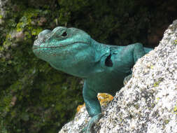 صورة Pristidactylus achalensis (Gallardo 1964)