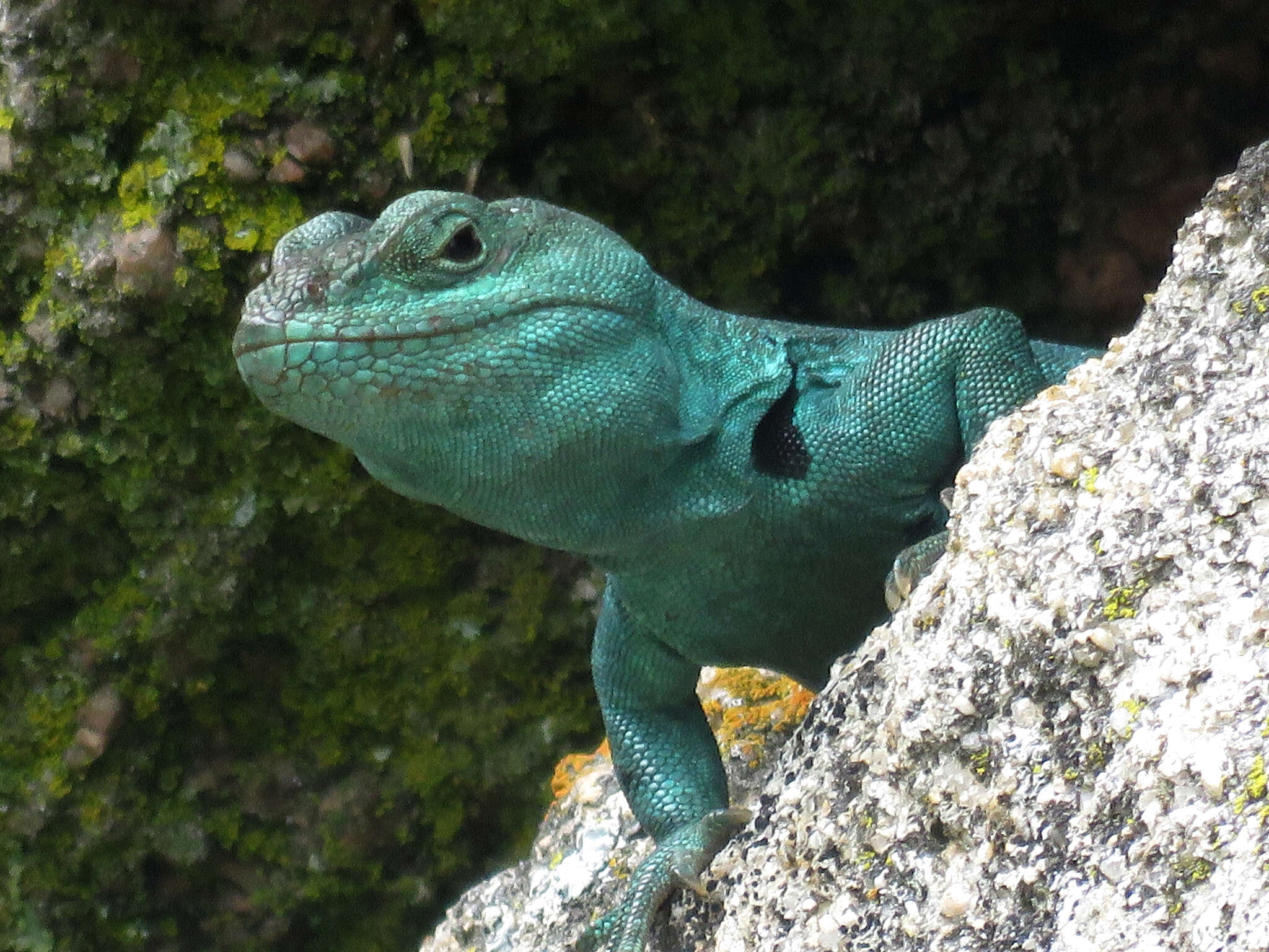 صورة Pristidactylus achalensis (Gallardo 1964)