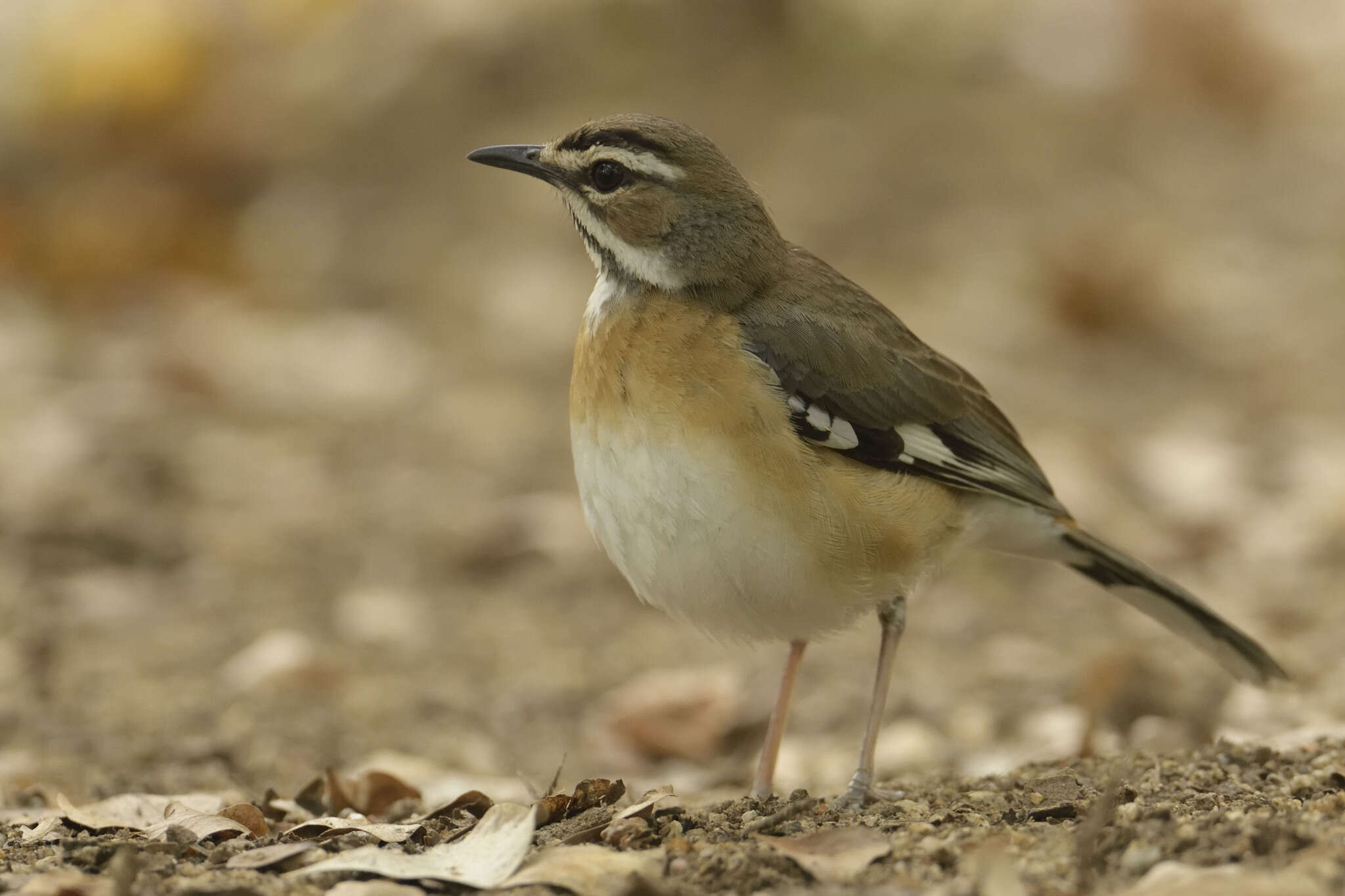 Image of Bearded Scrub Robin