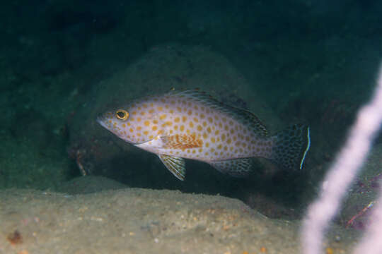 Image of Areloate grouper