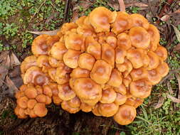 Pholiota malicola (Kauffman) A. H. Sm. 1934 resmi