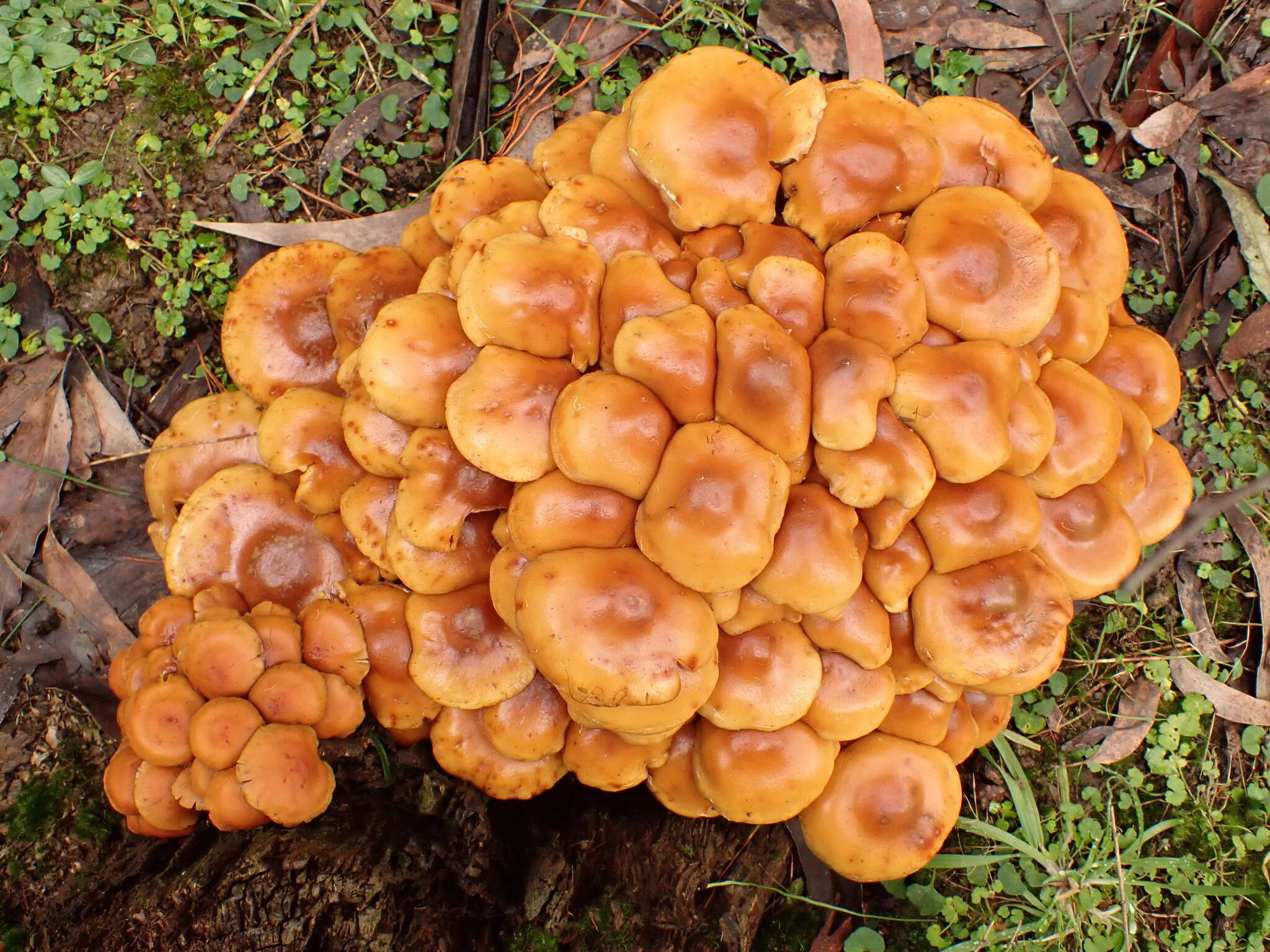 Pholiota malicola (Kauffman) A. H. Sm. 1934 resmi