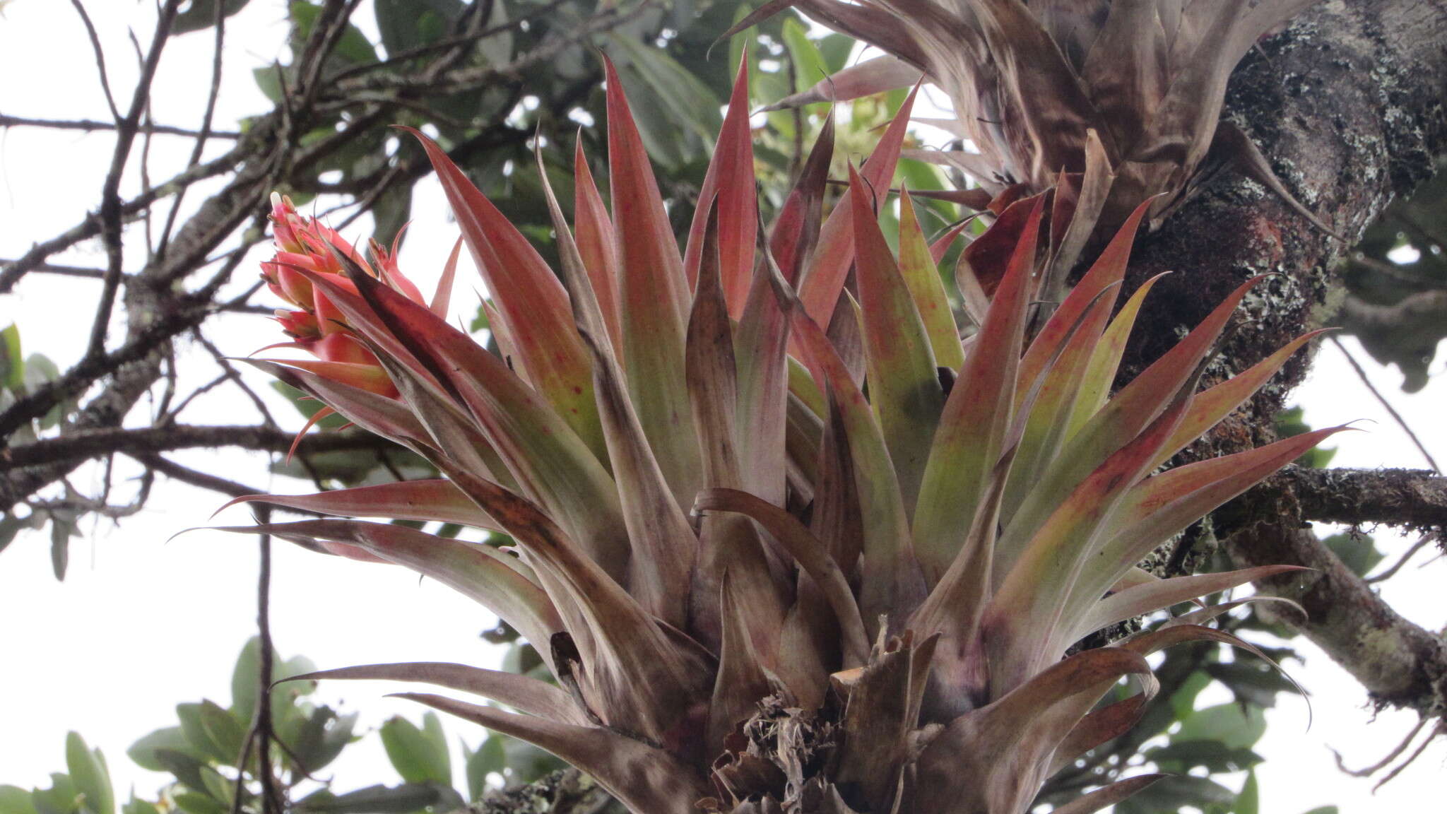 Tillandsia turneri Baker resmi