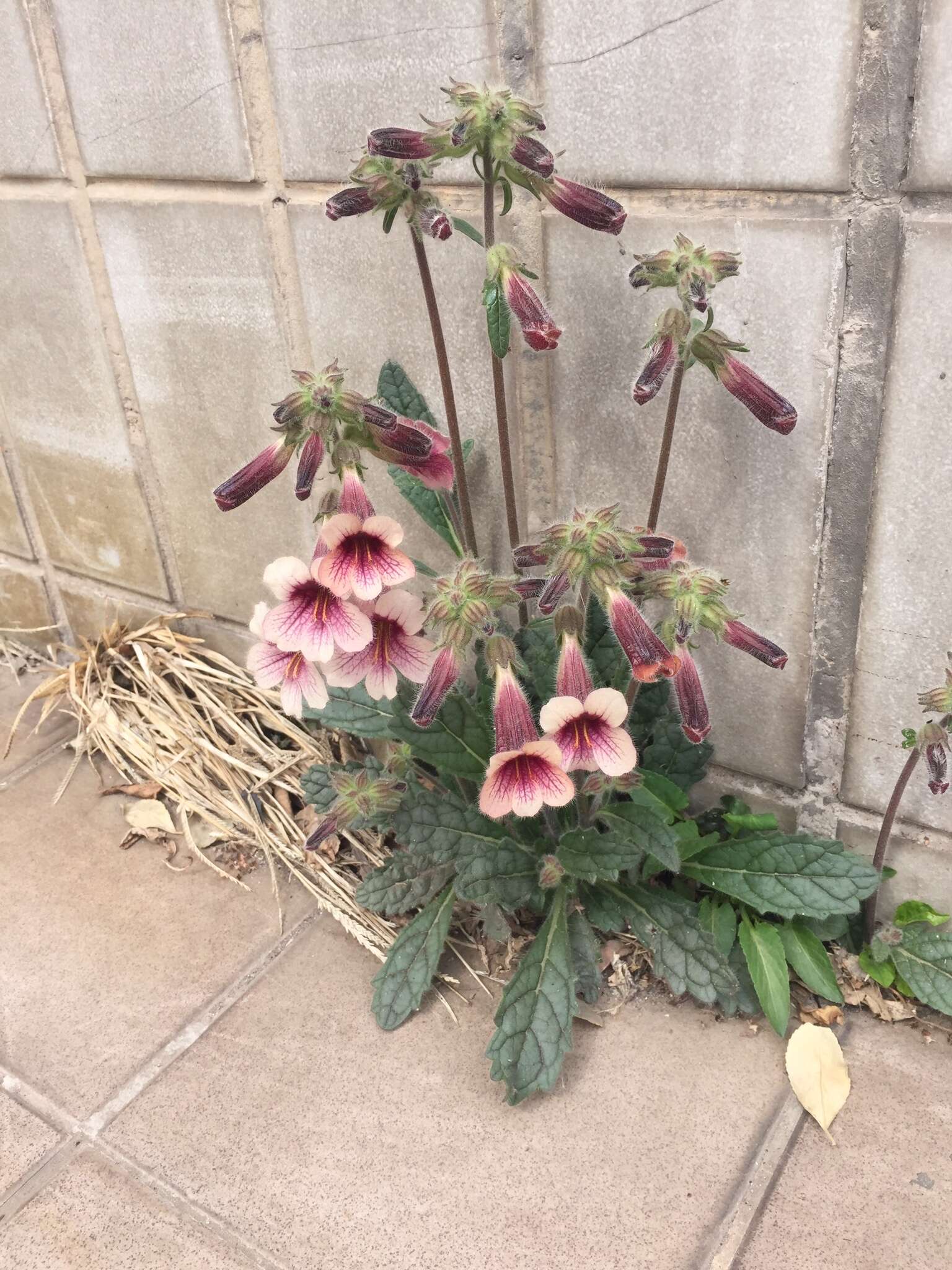 Image of Chinese Foxglove