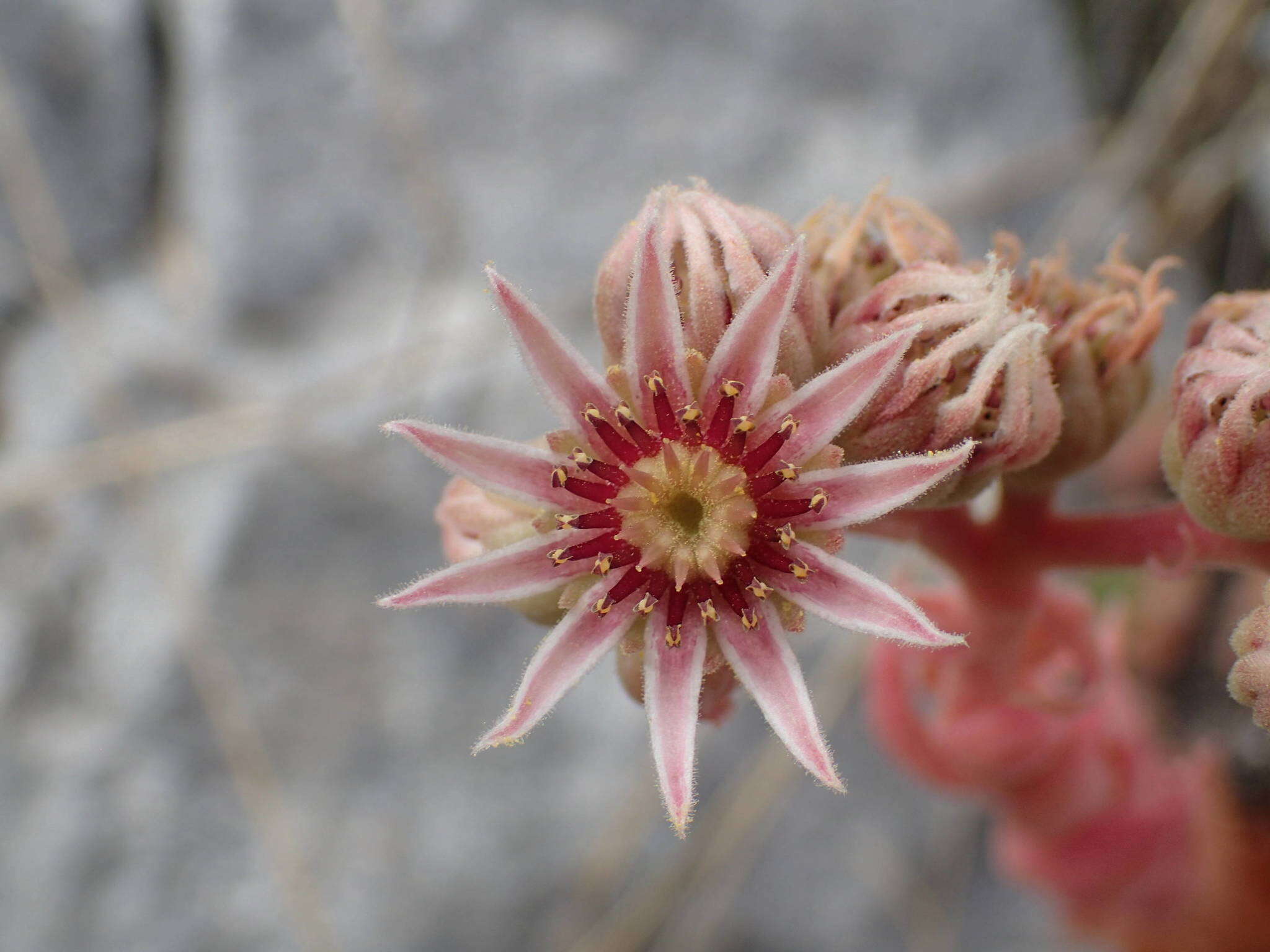 Image of Sempervivum marmoreum Griseb.