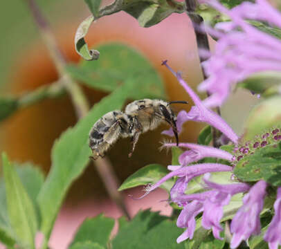 Image of Western Anthophora