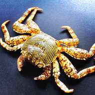 Image of Shore crab