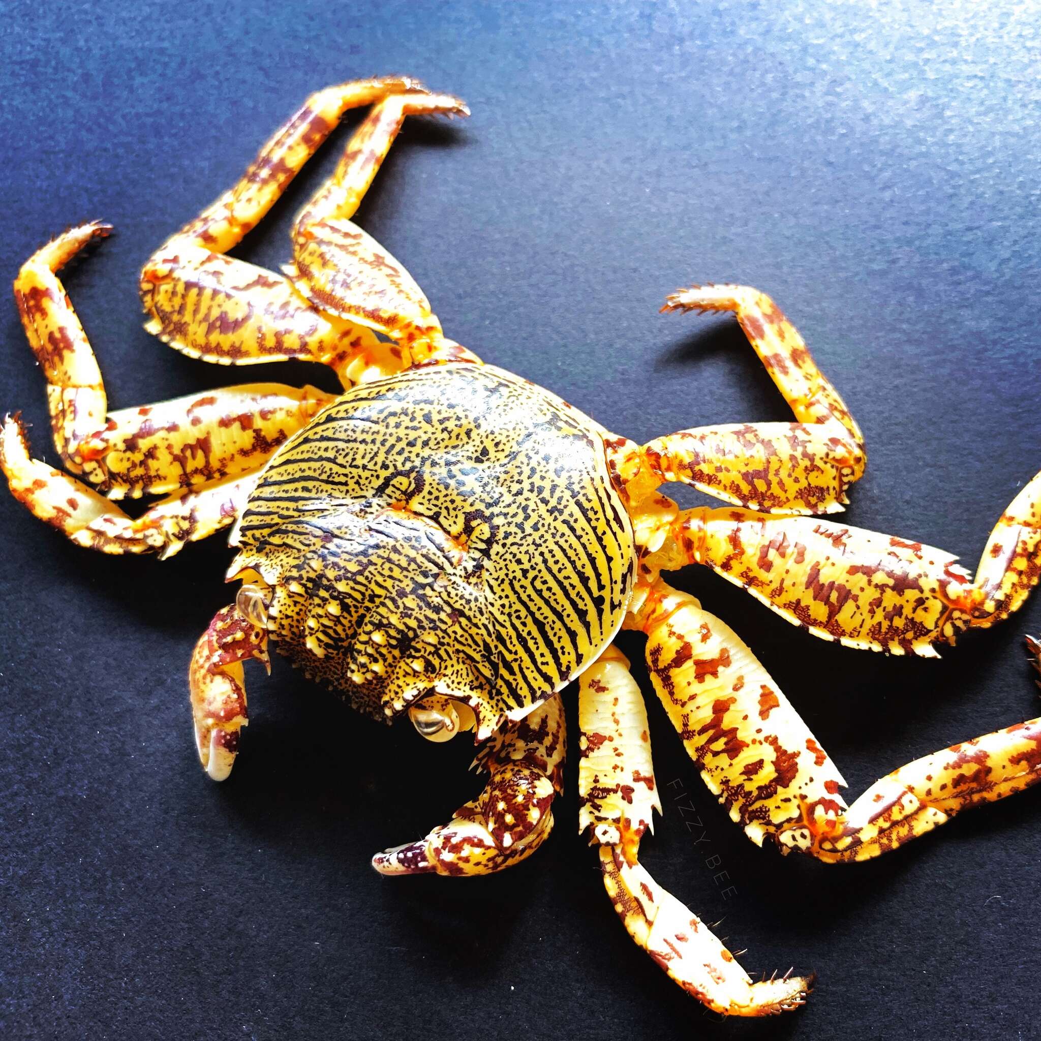 Image of Shore crab