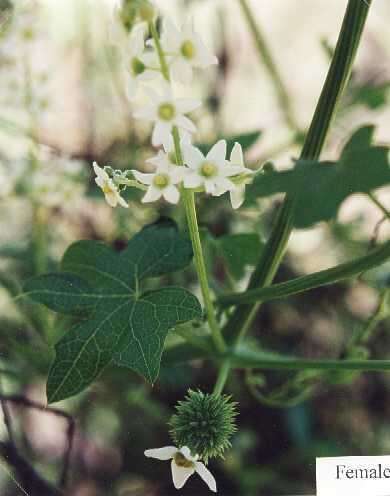 Image of Marah macrocarpa (Greene) Greene