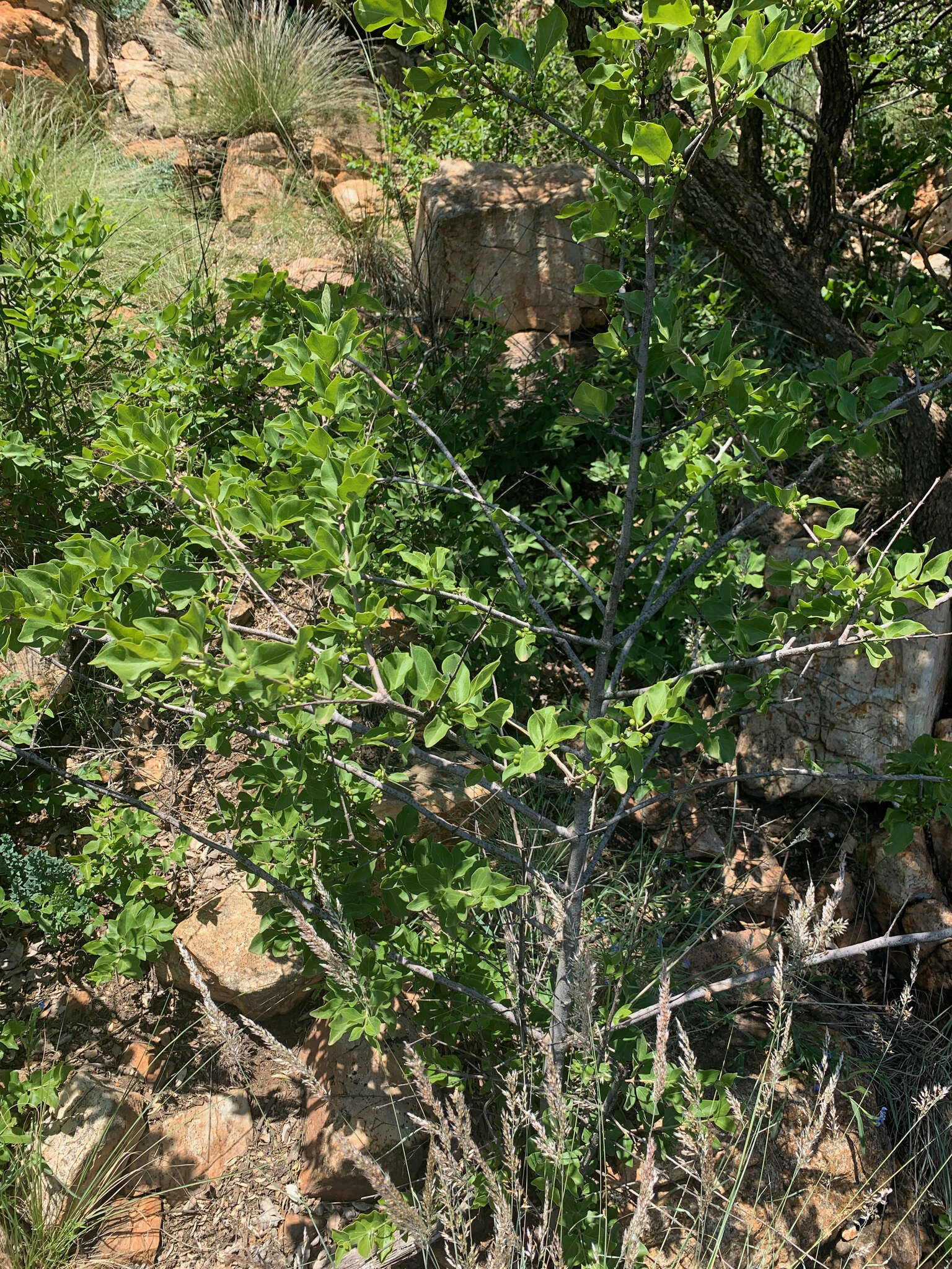 Image of Afrocanthium gilfillanii (N. E. Br.) Lantz