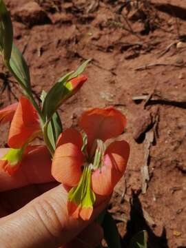 Image of Gladiolus pulcherrimus (G. J. Lewis) Goldblatt & J. C. Manning