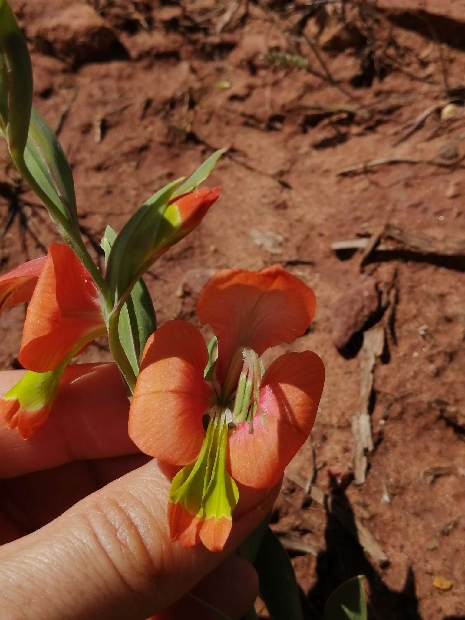 Imagem de Gladiolus pulcherrimus (G. J. Lewis) Goldblatt & J. C. Manning