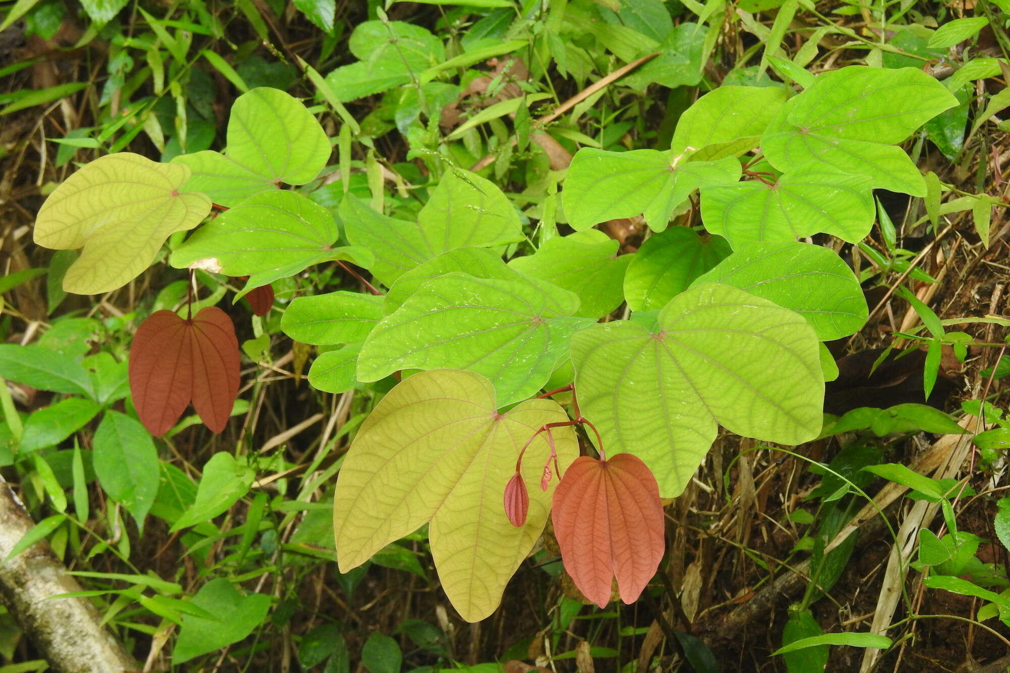 Image of Bauhinia phoenicea Wight & Arn.