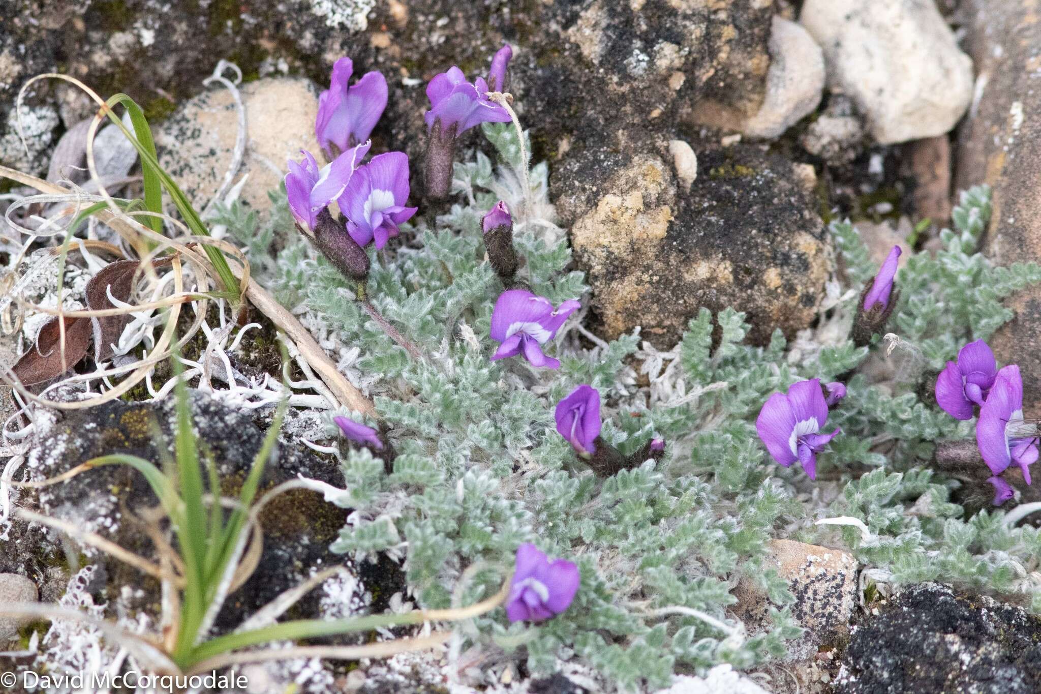 Image of locoweed