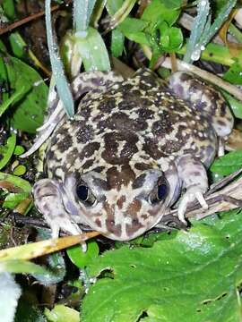 Image of Iberian Spadefoot Toad