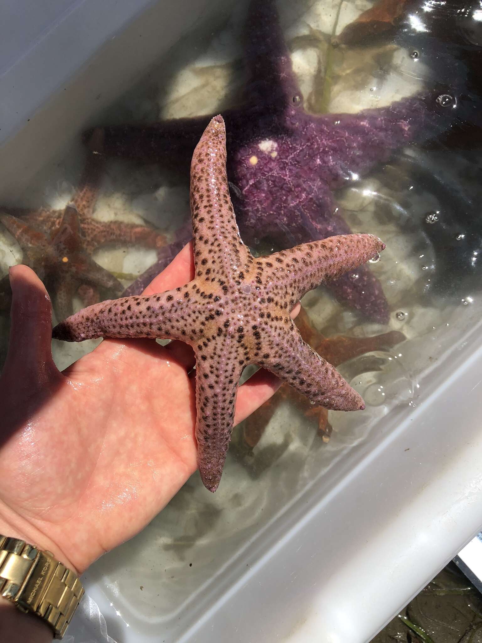 Image of Giant Pink Sea Star