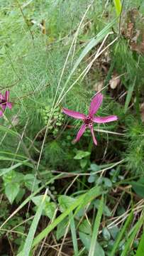 Image of Cosmos carvifolius Benth.