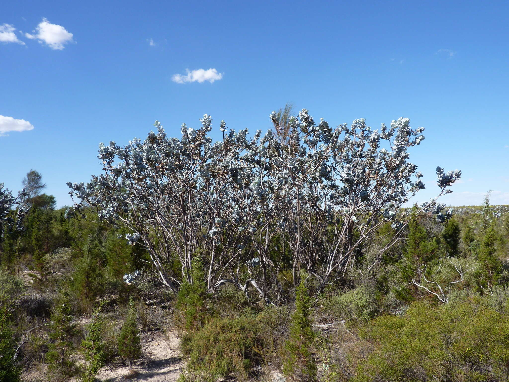 Image of Eucalyptus macrocarpa subsp. macrocarpa