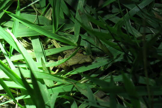 Image of Arcuate-spotted Pygmy Frog