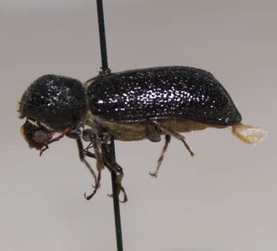 صورة Amphicerus (Amphicerus) cornutus (Pallas 1772)