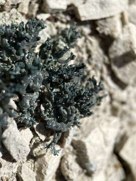 Image of hispid agrestia lichen