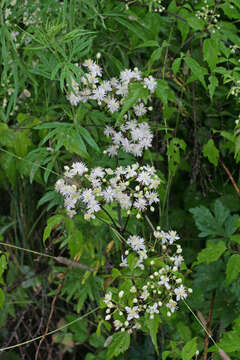 Image of Clematis brevicaudata DC.