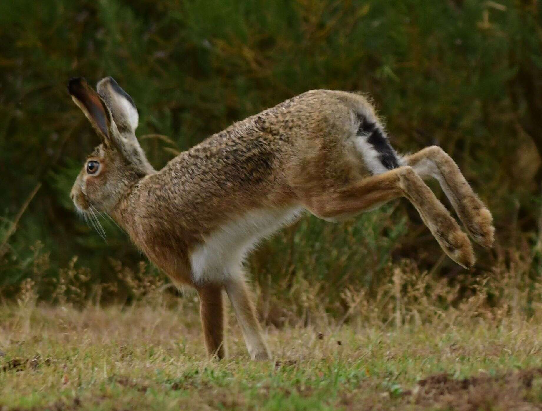 Image of Broom Hare