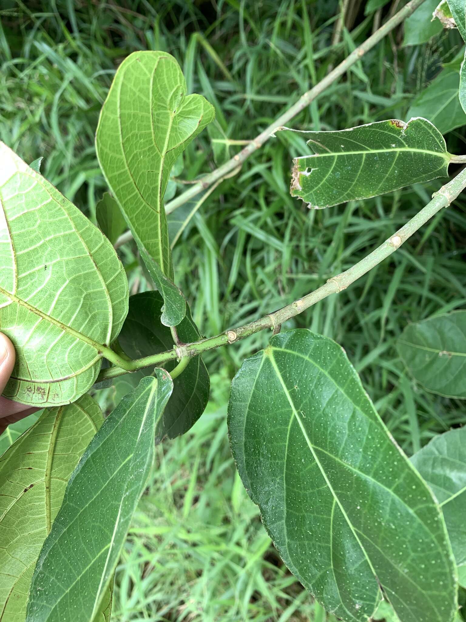 Imagem de Ficus cumingii Miq.