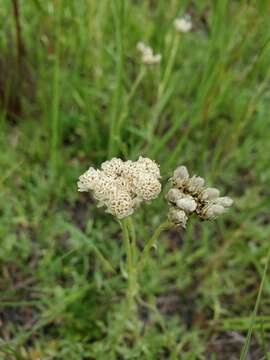 Sivun Antennaria corymbosa E. E. Nelson kuva