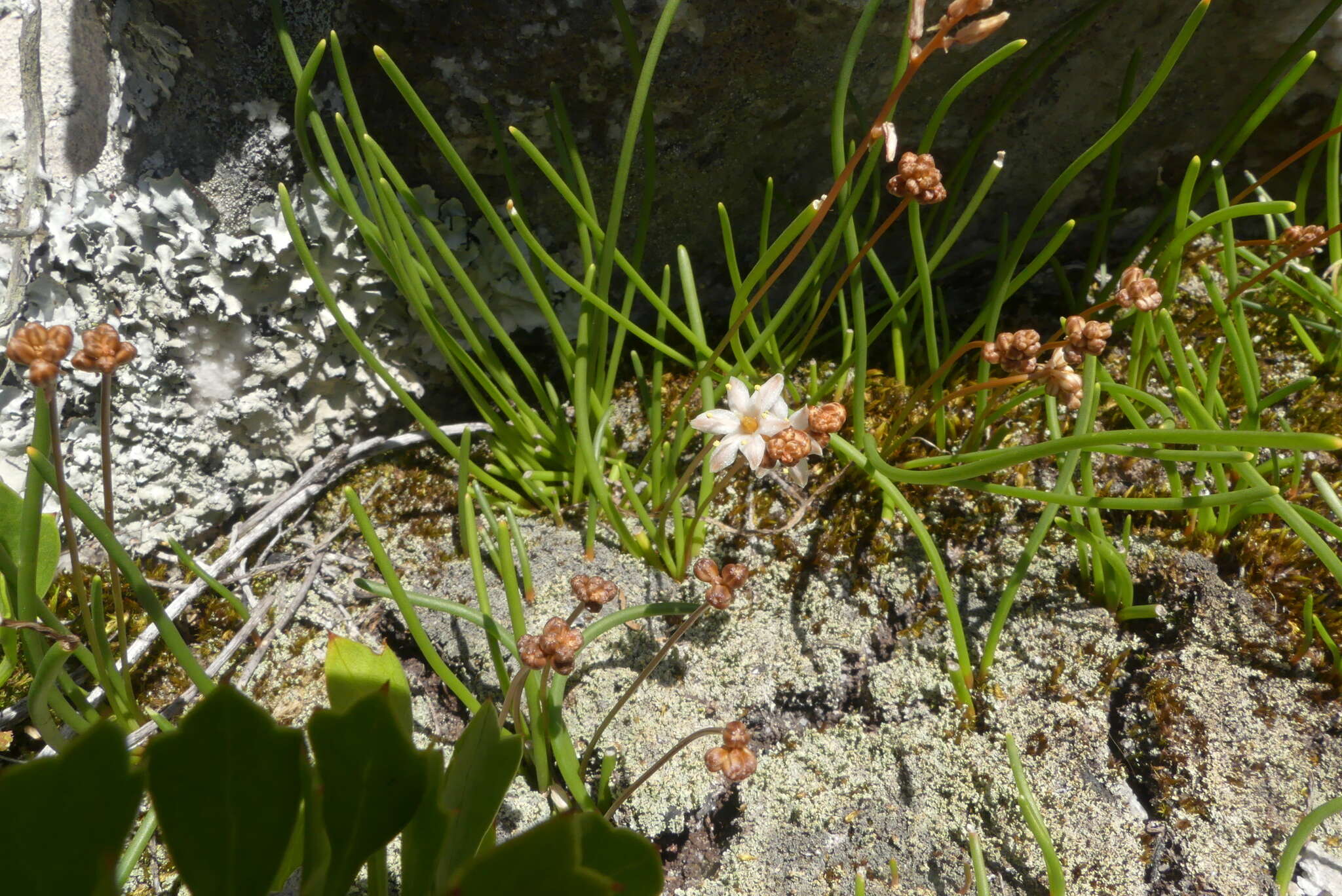 Image of Drimia salteri (Compton) J. C. Manning & Goldblatt