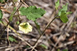 Plancia ëd Physalis arenicola Kearney