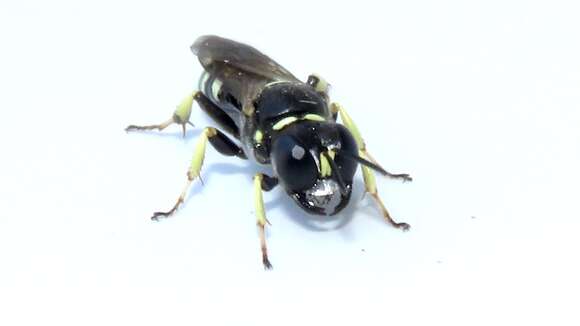 Image de Crossocerus maculipennis (F. Smith 1856)