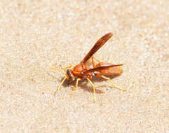 Image of Polistes schach (Fabricius 1781)