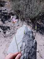 صورة Calochortus palmeri var. palmeri