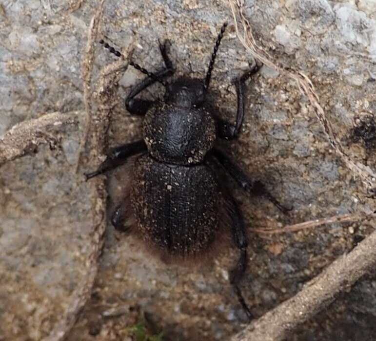 Imagem de Eleodes (Amphidora) nigropilosa (Le Conte 1851)