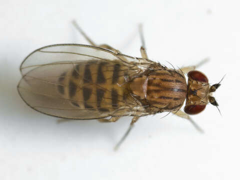 Imagem de Drosophila busckii Coquillett 1901